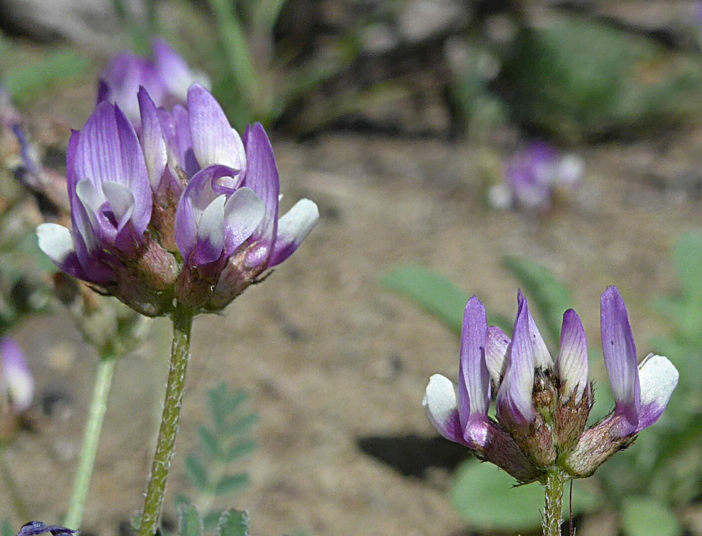High Resolution Astragalus gambelianus Flower